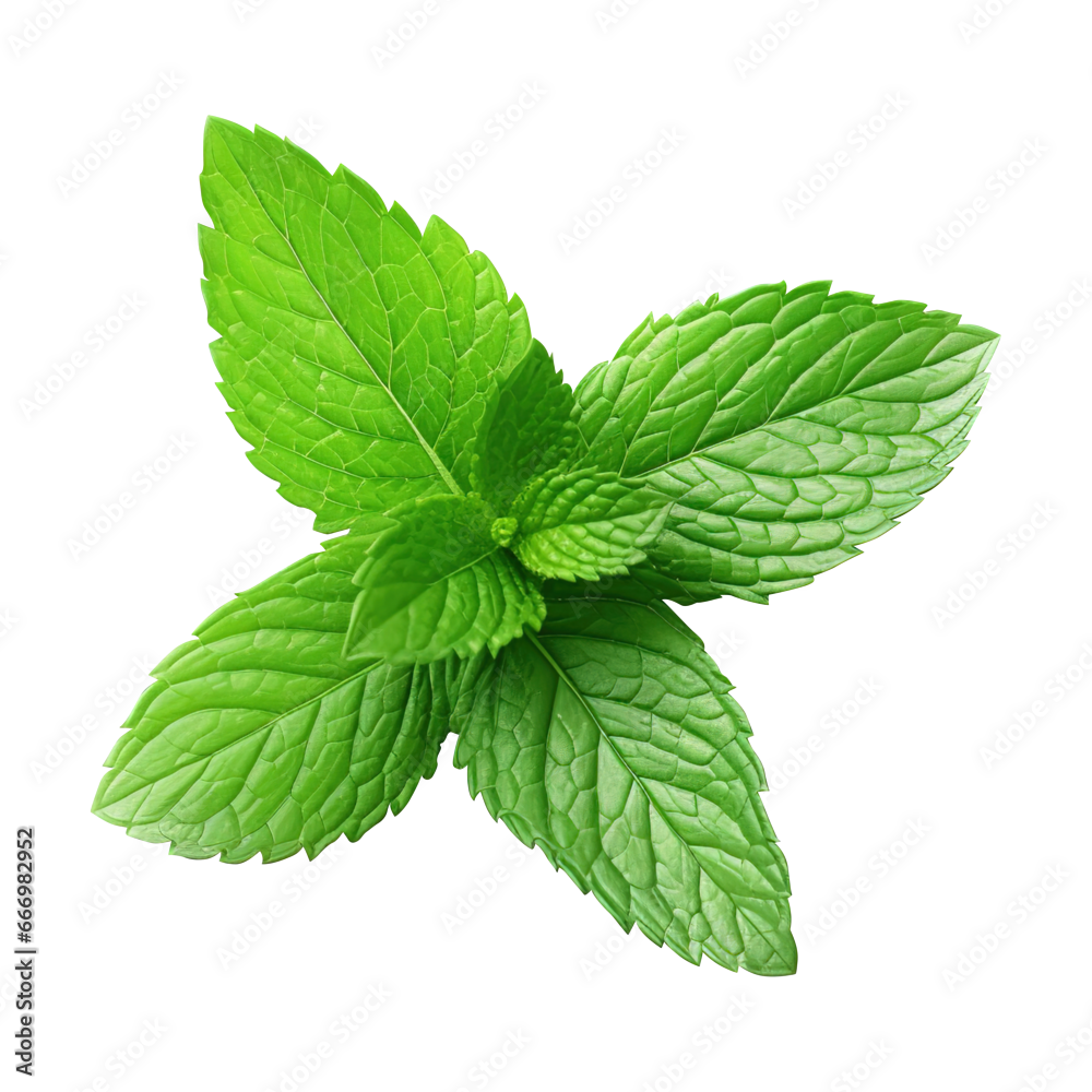 Mint Shampoo
