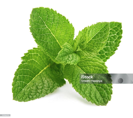 Mint Body Wash