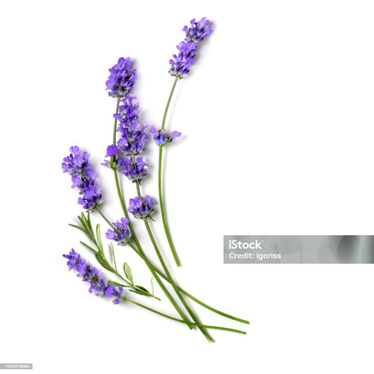Lavender Shampoo